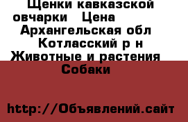 Щенки кавказской овчарки › Цена ­ 20 000 - Архангельская обл., Котласский р-н Животные и растения » Собаки   